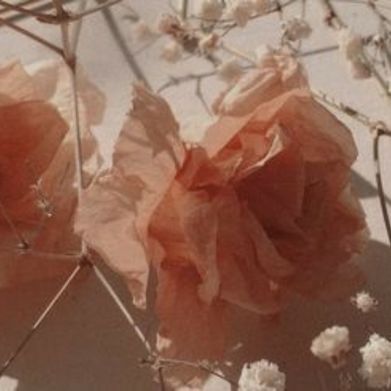 𝐜𝐚𝐬𝐬𝐢𝐞 ✩₊˚.⋆☾ (lobotomybby) Header Photo Added 2025-02-11