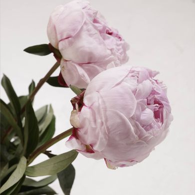 Miss Linnea Rose ♡ (misslinnearose) Profile Photo Added 2025-08-10