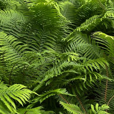 FlameDoll (flame_doll) Header Photo Added 2025-09-16