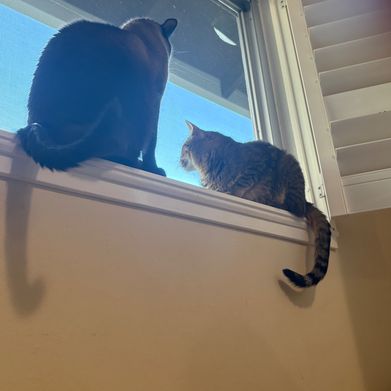 Maya (sensenfukoku) Header Photo Added 2025-09-12