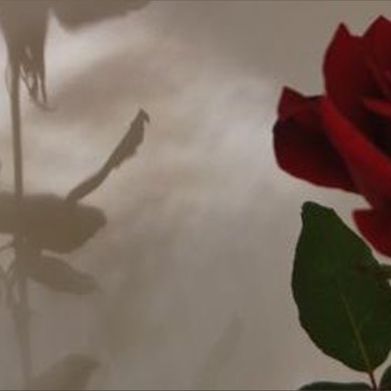 Goddess Rose | Findom Foot Goddess (gobrokeforrose) Header Photo Added 2025-08-10