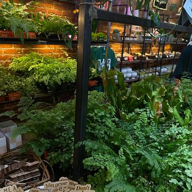 Ava Canary (avacanaryx) Header Photo Added 2025-02-20