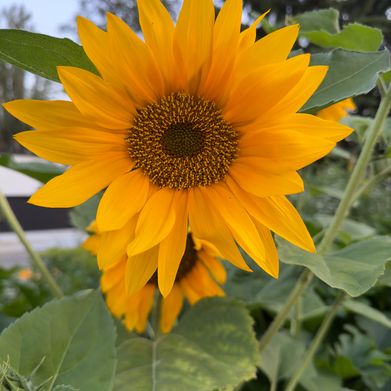 Kayla Rose (roseesorroseesor) Header Photo Added 2024-09-14